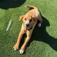 adopt-pet
