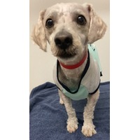 adopt-pet