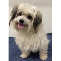adopt-pet
