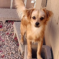 adopt-pet