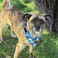 adopt-pet