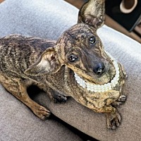 adopt-pet