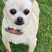 adopt-pet