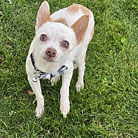 adopt-pet