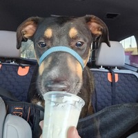 adopt-pet