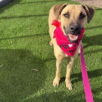 adopt-pet