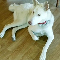 adopt-pet