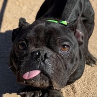 adopt-pet
