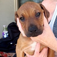 adopt-pet