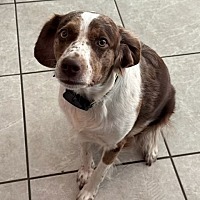 adopt-pet