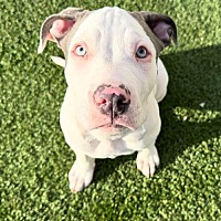 adopt-pet