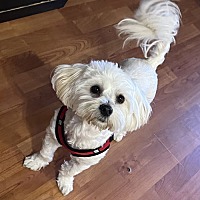 adopt-pet