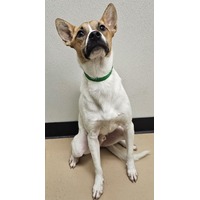 adopt-pet