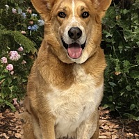 adopt-pet