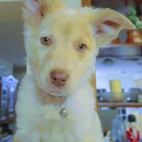 adopt-pet