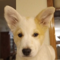 adopt-pet