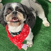 adopt-pet