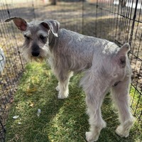 adopt-pet