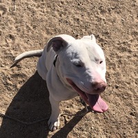 adopt-pet