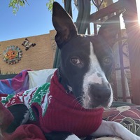 adopt-pet