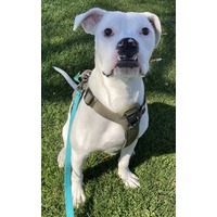 adopt-pet