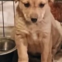 adopt-pet