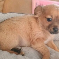adopt-pet