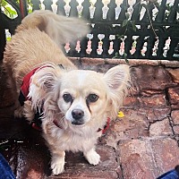 adopt-pet