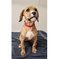 adopt-pet