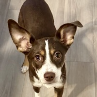 adopt-pet