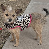 adopt-pet