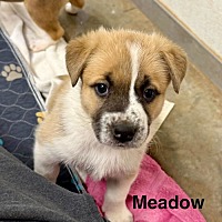 adopt-pet
