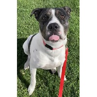 adopt-pet