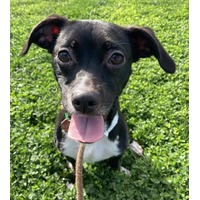 adopt-pet