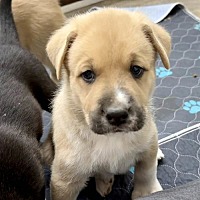 adopt-pet