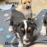 adopt-pet