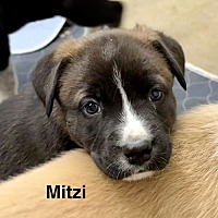 adopt-pet