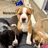 adopt-pet