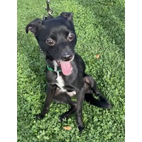 adopt-pet
