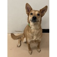 adopt-pet