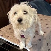 adopt-pet