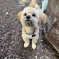 adopt-pet