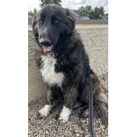adopt-pet