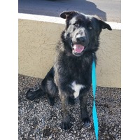 adopt-pet