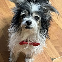 adopt-pet