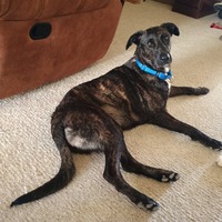 adopt-pet
