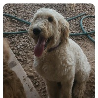 adopt-pet
