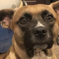 adopt-pet