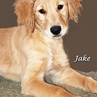 adopt-pet