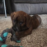 adopt-pet